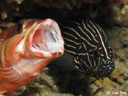 Six-striped Soapfish: "Did you see England vs Algeria?"
... by John Hill 